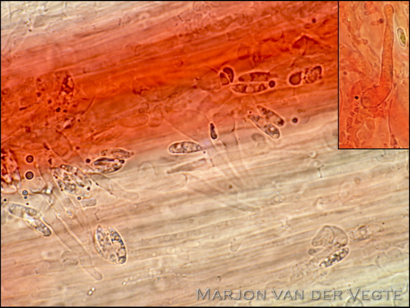 Hemimycena mauretanica microcephala - Hemimycena mauretanica microcephala